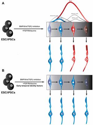 Temporal Progression of Retinal Progenitor Cell Identity: Implications in Cell Replacement Therapies